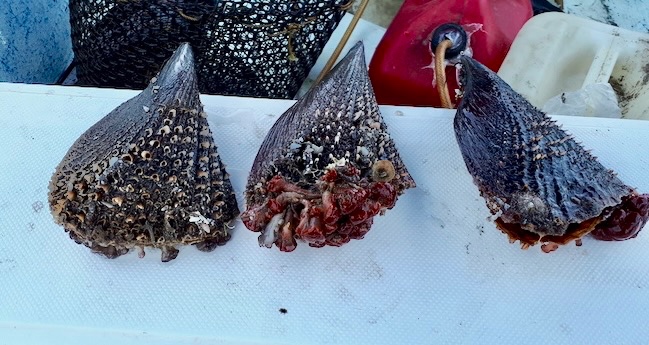 Suspenden de manera precautoria la extracción de moluscos bivalvos en los esteros La Bocana y El Coyote en Mulegé