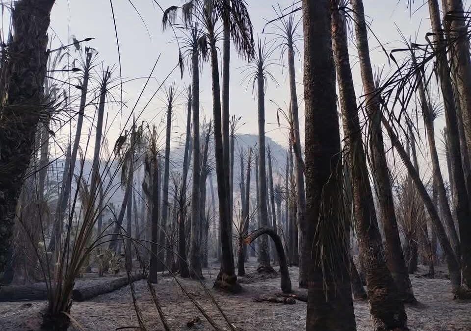 Baja California Sur participará en Reunión Nacional de Protección Civil sobre Incendios Forestales 2026