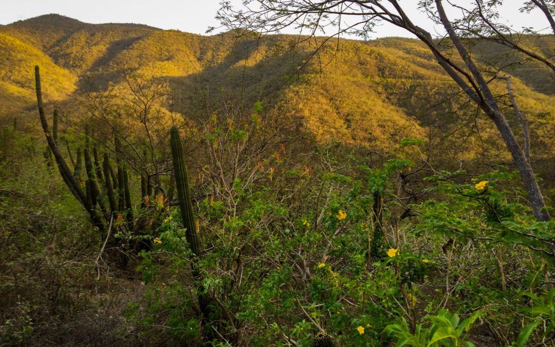 La sierra que infiltra el tiempo
