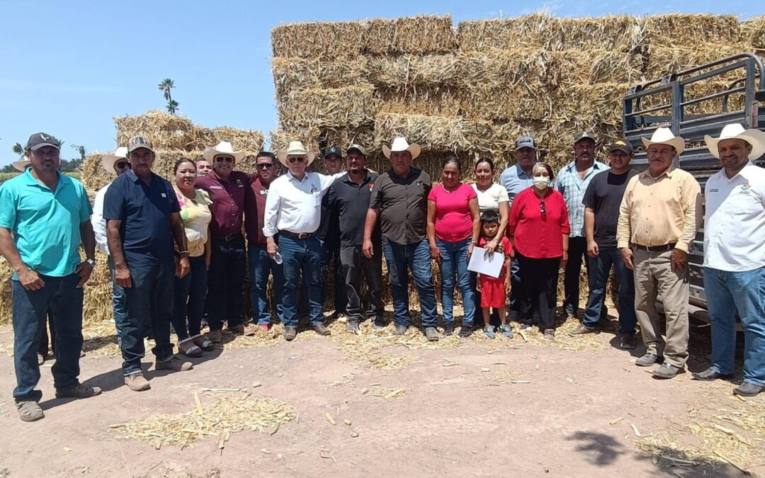 Apoya SEPADA a productores de Comondú con entrega de maíz forrajero