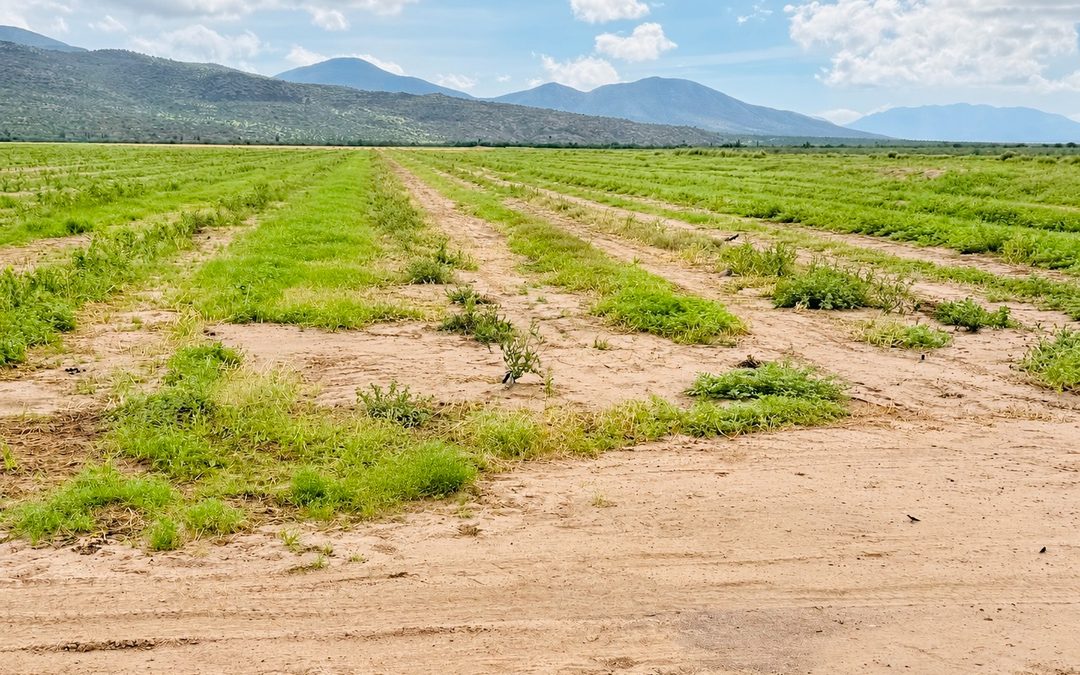 SEPADA BCS evalúa daños al sector primario tras el paso de Polo